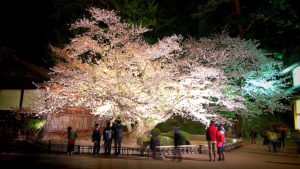 2017年の夜桜